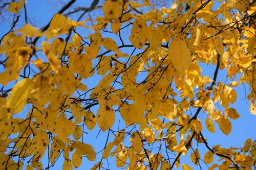 leaves autumn tree