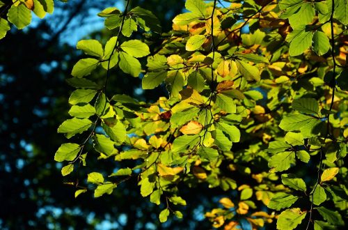 leaves tree autumn