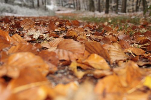 leaves forest autumn