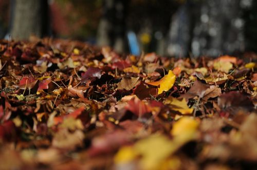 leaves autumn fall