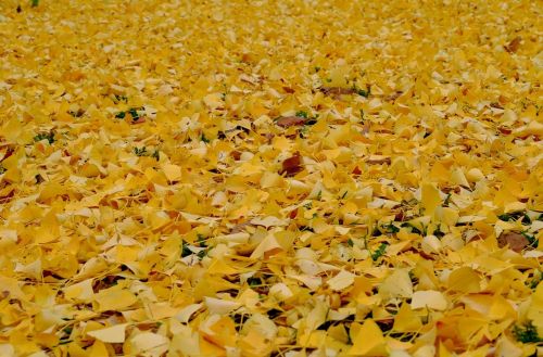 leaves yellow fall foliage