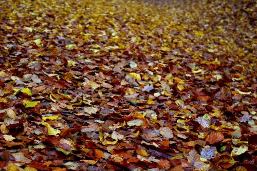 leaves forest floor autumn