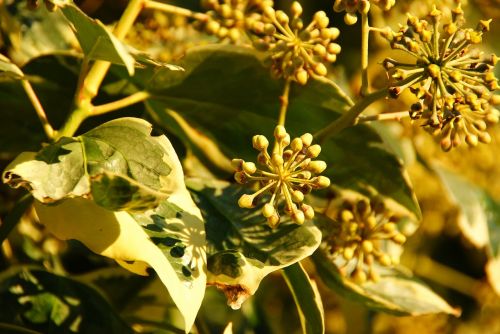 leaves bush green