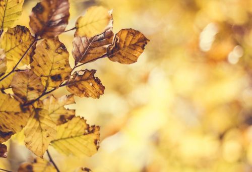 leaves autumn forest