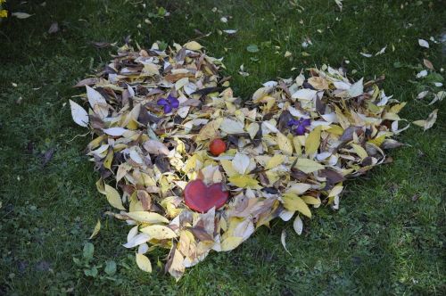 leaves fall foliage golden autumn