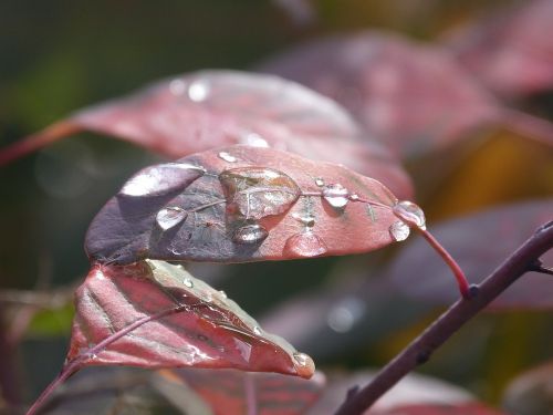 leaves drip dew