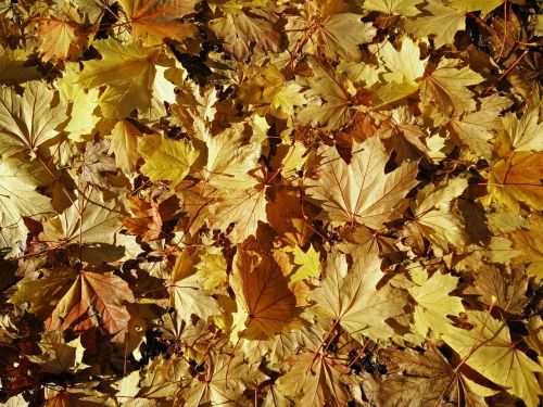 leaves maple ground