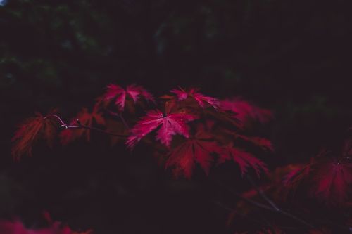 leaves autumn purple
