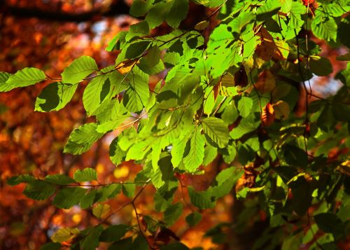 leaves sunlight leaf