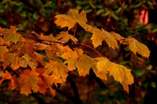 leaves autumn tree