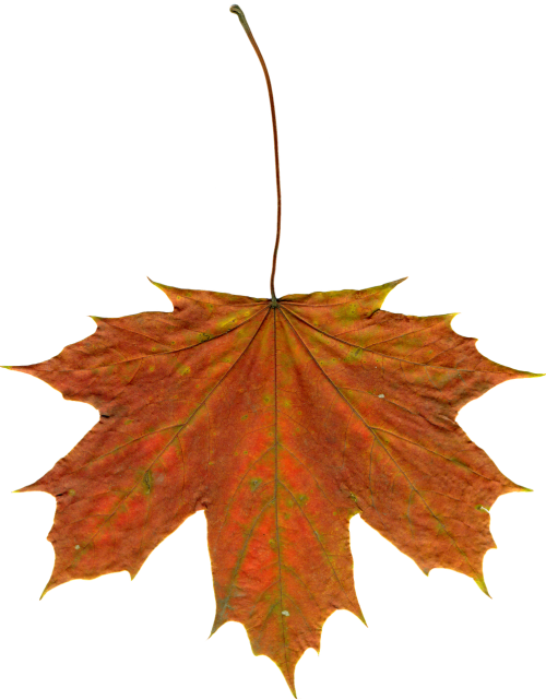 leaves autumn leaves clipart