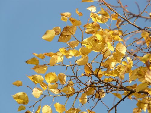 leaves autumn fall leaves