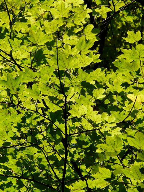 leaves back light green