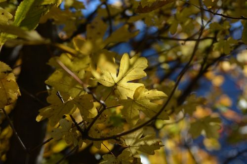 leaves tree leaf
