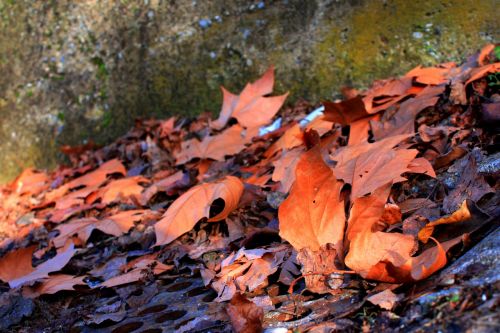 leaves fall light