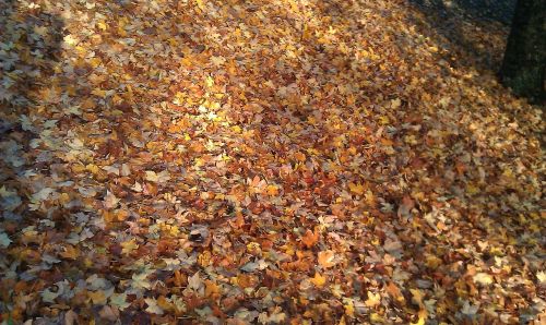leaves leaf fall