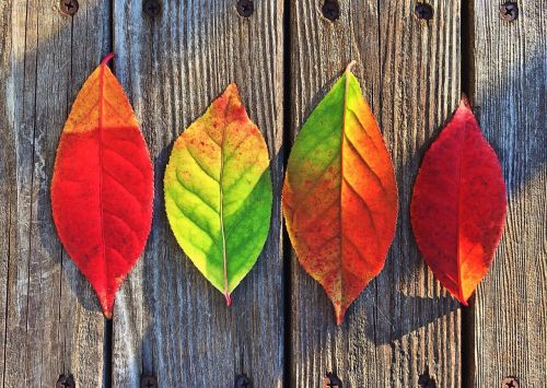 leaves fall colors