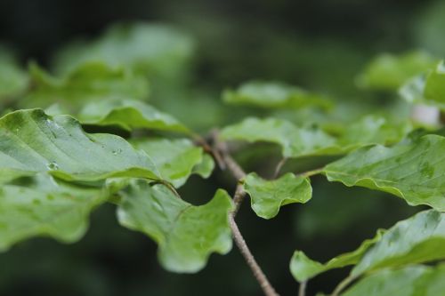 leaves green branch