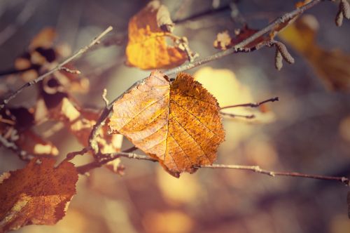 leaves fall leaves autumn