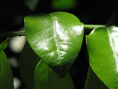 leaves tree green leaves