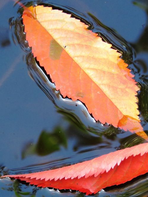 leaves water autumn