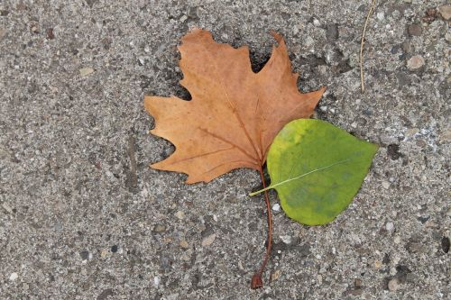leaves leaf nature