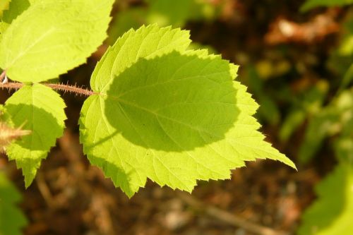 leaves green shadow play