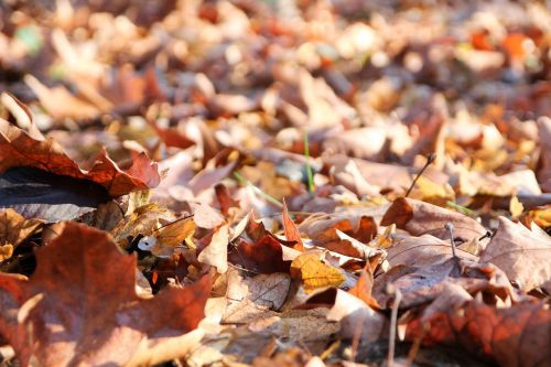 leaves winter autumn