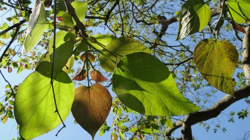 leaves tree catalpa