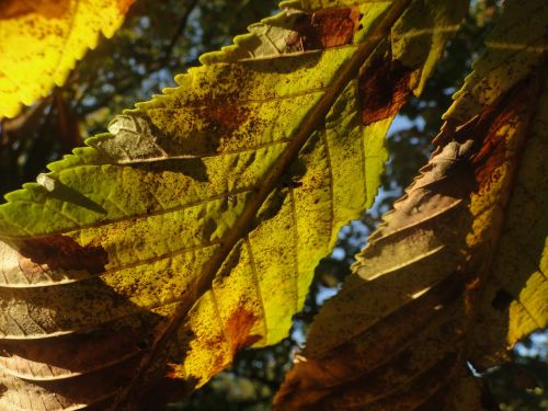 leaves horse chestnut autumn