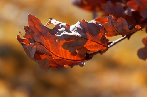 leaves autumn fall foliage