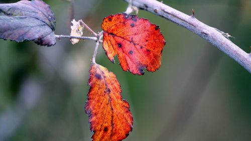 leaves red nature