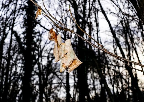 leaves drought forest