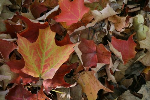 leaves maple leaf