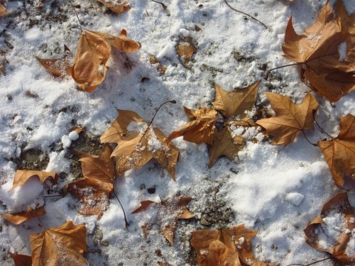 leaves snow winter blast