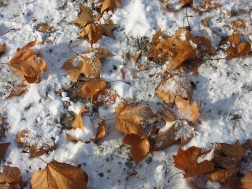 leaves snow winter blast