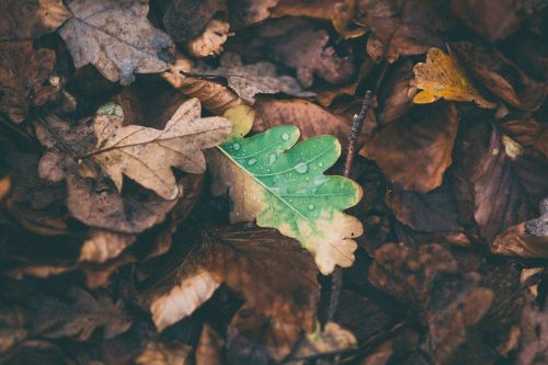 leaves oak fallen