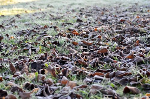 leaves icing color