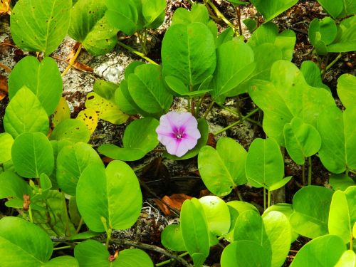 leaves green purple flower