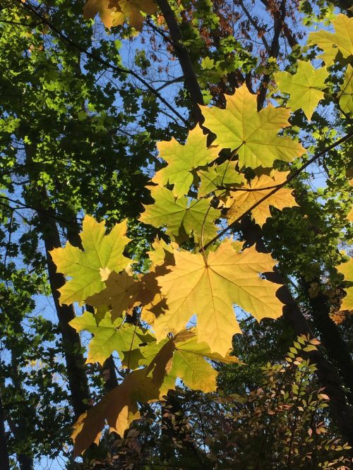 leaves fall foliage autumn