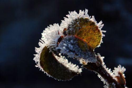 leaves frozen frost