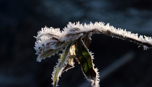leaves frozen frost