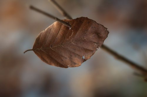 leaves leaf brown