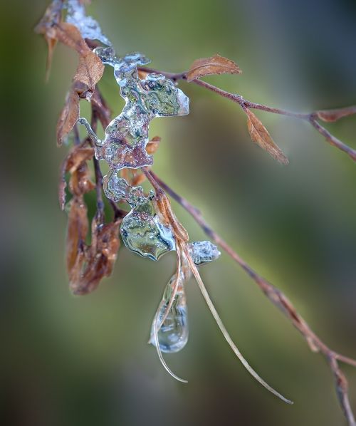 leaves ice frozen