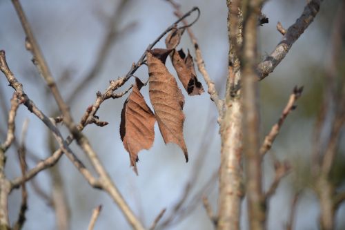 leaves arid aesthetic