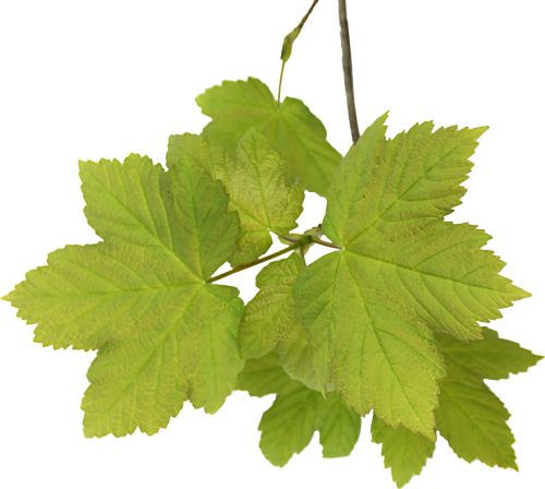 leaves acer png