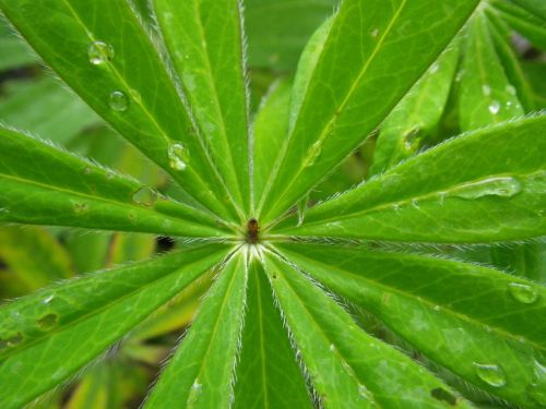 leaves drop of water macro