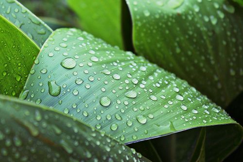 leaves wet rain