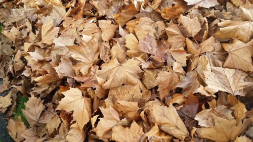 leaves brown gold