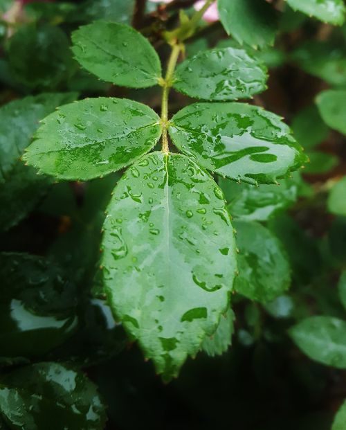 leaves wet leaves leaf